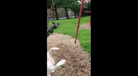 Dog swinging