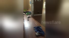 Naughty dog removes every coat from owner's closet