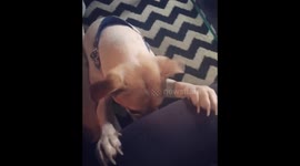 Dog Prays before dinner Video
