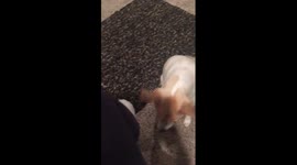 Dog says Prayer before eating Treat