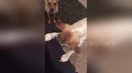 Dog has to 'say a prayer' before being given a treat