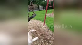 Dog has a go on a park swing and really loves it
