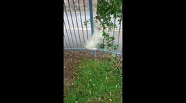 My dog snowy tree swinging and didn't want to leave the park