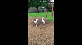 Dogs love swinging