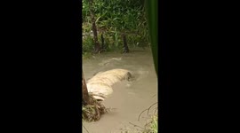 Residents of Sungai Undan Village, Reteh District, Indragiri Hilir Regency, Riau Province, Indonesia, were shocked by the appearance of a giant crocodile on Friday (October 31, 2025). The protected wild animal is estimated to be around 7 meters long and w