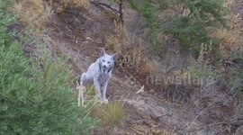 Spanish amateur wildlife photographer captures images of Iberian lynx with leucism