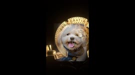 We celebrate our colleg's dog Niky with a short movie. He lives in Cluj, Romania