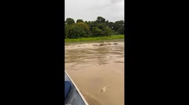 Alligator splashes in Cuniã Lake Reserve, Rondônia, Brazil