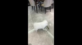 Energetic Pomeranian plays wildly with toys in Sichuan, China
