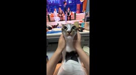 Cat hilariously reacts to head-to-body massage in Zhejiang, China