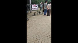 Dogs painted to look like pandas attract attention in Shandong, China