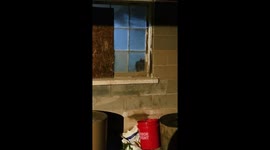 Rooster repeatedly taps window in Durhamville, New York, USA