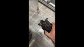 Juvenile snapping turtle shows its fierce side in Shanghai, China