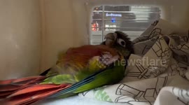 Parrot pretends to sleep to get attention in Liaoning Province, China