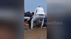 Social organisation rescued a cow trapped in a drain in Shahdol, Madhya Pradesh