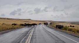 Majestic Bison Herd Halts Traffic at Antelope Island State Park