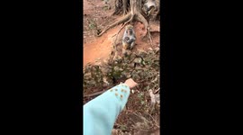 Monkey helps woman pull weeds in Guizhou, China