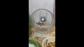 Hamster repeatedly flung off spinning wheel in Shandong, China