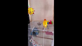 Parrot throws bowl in anger after being denied food in Jilin, China