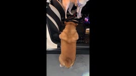 Clumsy dog struggles to get into the car in Zhejiang, China