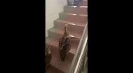 Ducks adorably walk upstairs to leave the house in Guangxi, China