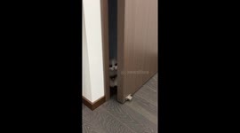 Adorable cat in Halloween outfit surprises owner in Zhejiang, China