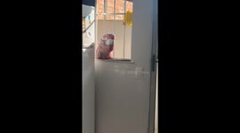 Apollo the pitbull leaps for defrosting meat—2M views for viral barbecue blooper