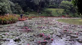 China: Picturesque water lilies attract visitors to park