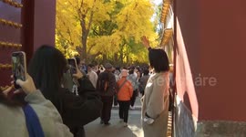 China: Ginkgo trees offer enchanting autumn glow in China