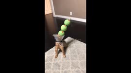 Milo Dressed as a Martini