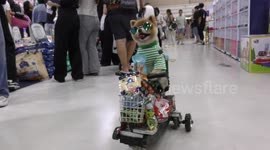 Adorable Pom Steals the Show on a Trolley Ride at Thailand Petmart Show