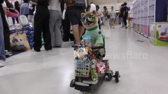 Adorable Pom Steals the Show on a Trolley Ride at Thailand Petmart Show