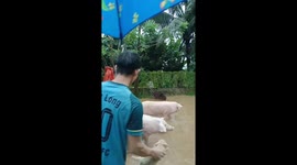 Men rescue pigs from floodwaters as water inundated house