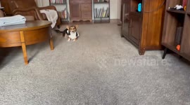 Laszlo Doesn’t Fit Like He Used To