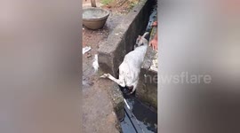 Cow wedged between sides of drainage canal is rescued in India