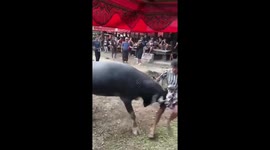 Buffalo gores at locals during rampage in Indonesia