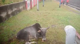 Locals treat injured cow struck by train in India