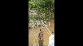 Giant crocodile stuck in ditch is rescued in Indonesia