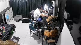 Clever cat closes its cage as owner was busy on computer