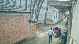 枯树折断后重重砸下  下方女子幸运逃过一劫