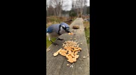 Nature's Panic: Witness the Intense Winter Food Gathering!