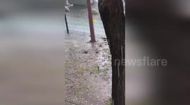 Rats scramble to avoid floods amid heavy rain in Spain