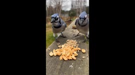 Pair of Blue Jays panic foraging and collecting food for winter