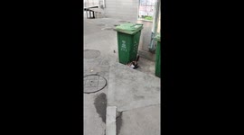 Cat and mouse, hide-and-seek encounter in Shandong, China