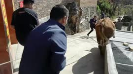 Cow falls through roof while trying to escape in Yunnan, China