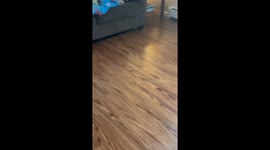 Chihuahua hilariously found hiding inside a box of chips in Sheffield Lake, Ohio, USA