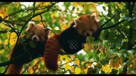 Banham Zoo's red panda cubs take their first steps outdoors