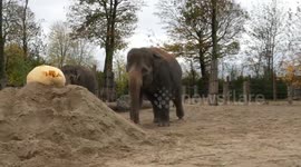 Halloween spectacle at iconic wildlife park as animal enjoy carved pumpkins