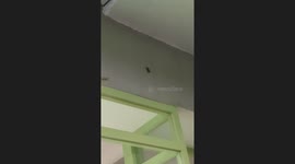 Cockroach tries to fight a lizard... but makes a hasty retreat