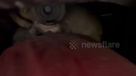 Two kittens stuck inside car rescued by kind neighbours